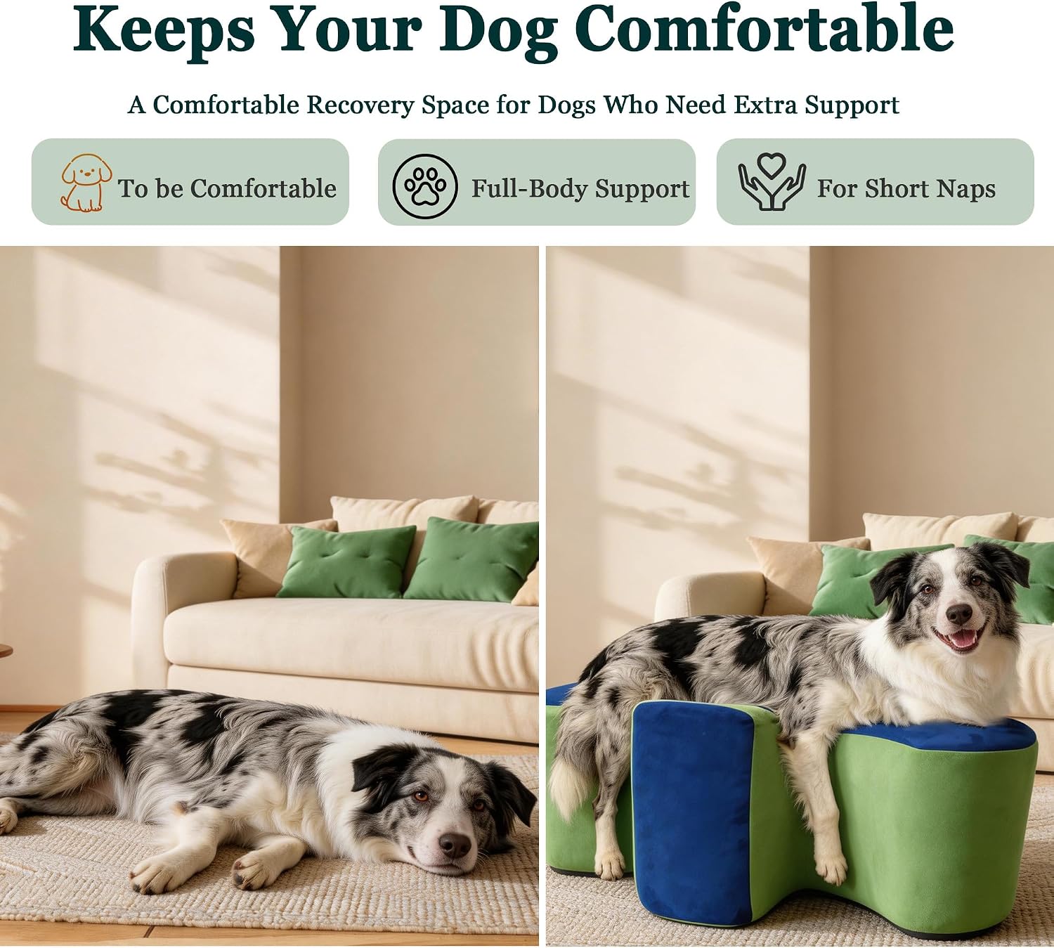 Senior dog comfort during short supervised rest